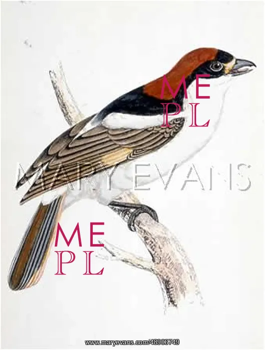  : WOODCHAT (or Woodchat Shrike) (Lanius pomeranus)