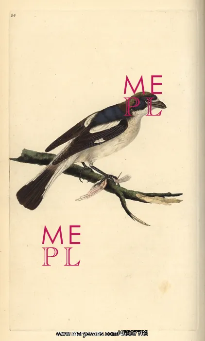 : Woodchat shrike, Lanius senator : Woodchat shrike, Lanius senator