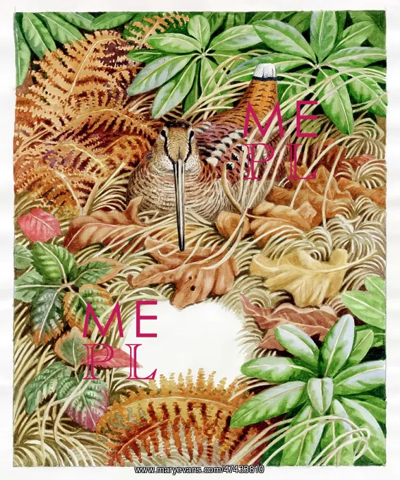  : Woodcock in Bracken