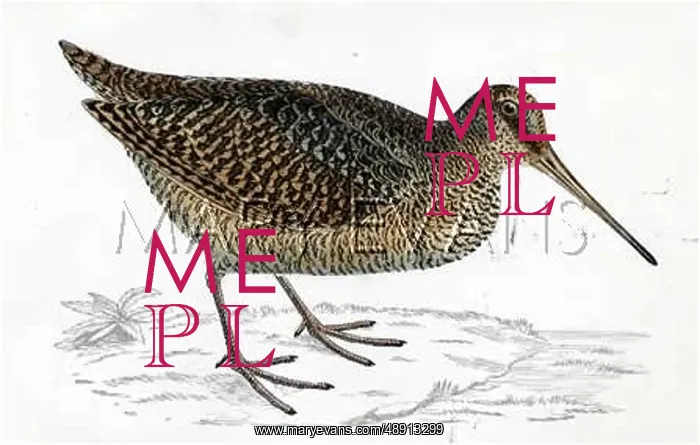  : WOODCOCK (MORRIS)