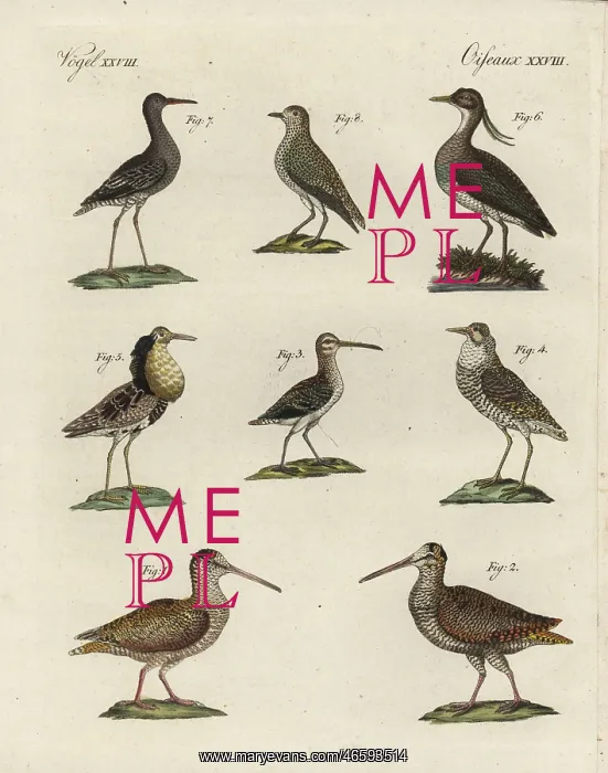 : Woodcock, snipe, ruff, lapwing, sanderling : Woodcock, snipe, ruff, lapwing, sanderling