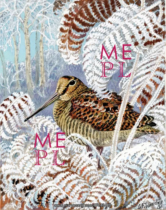  : Woodcock in Snow