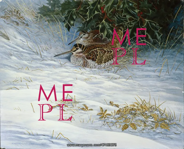 : Two Woodcock in the Snow : Two Woodcock in the Snow