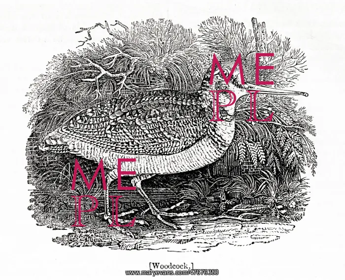 : Woodcock, by Thomas Bewick : Woodcock, by Thomas Bewick