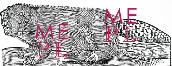 : A woodcut engraving depicting a beaver : A woodcut engraving depicting a beaver