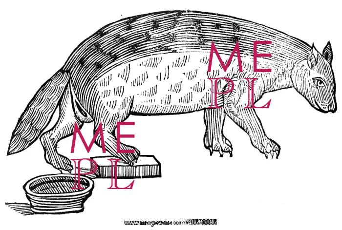 : A woodcut engraving depicting a Civet : A woodcut engraving depicting a Civet