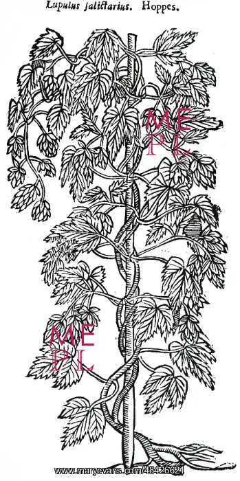 : A woodcut engraving depicting a specimens of hops : A woodcut engraving depicting a specimens of hops