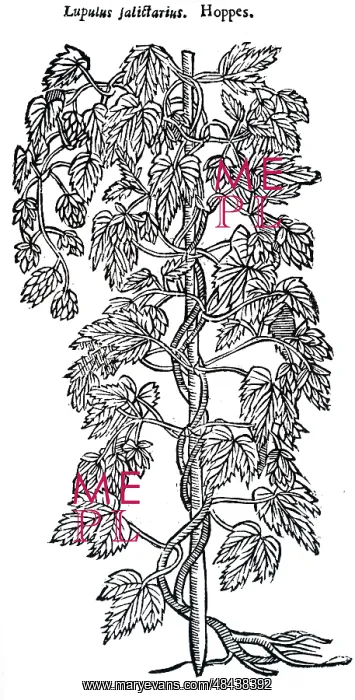 : A woodcut engraving depicting a specimens of hops : A woodcut engraving depicting a specimens of hops
