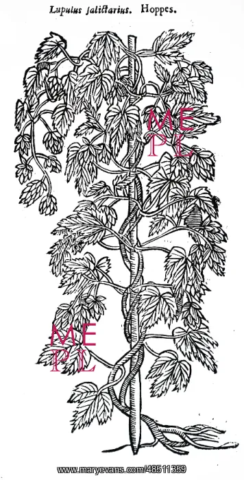 : A woodcut engraving depicting a specimens of hops : A woodcut engraving depicting a specimens of hops