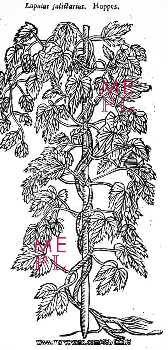 : A woodcut engraving depicting a specimens of hops : A woodcut engraving depicting a specimens of hops