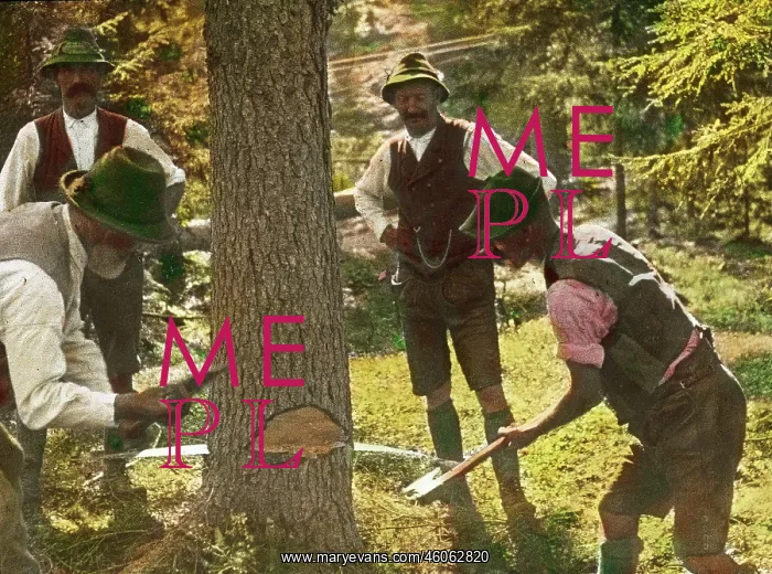 : Woodcutter are cutting down a tree : Woodcutter are cutting down a tree