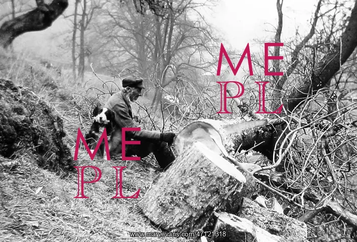  : Woodcutter and dog