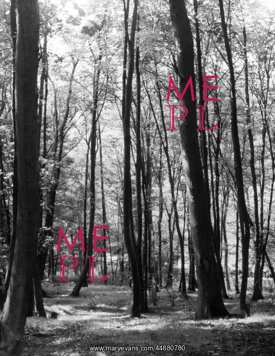 : WOODED GLADE : WOODED GLADE