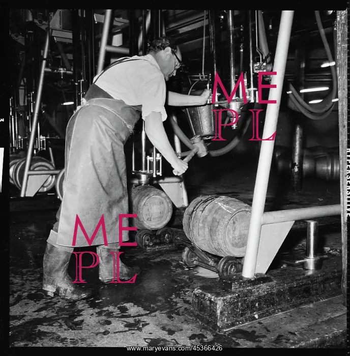 : Wooden barrels or casks being filled with beer : Wooden barrels or casks being filled with beer