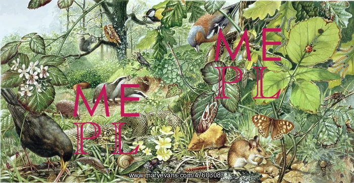 : Woodland animals : Woodland animals