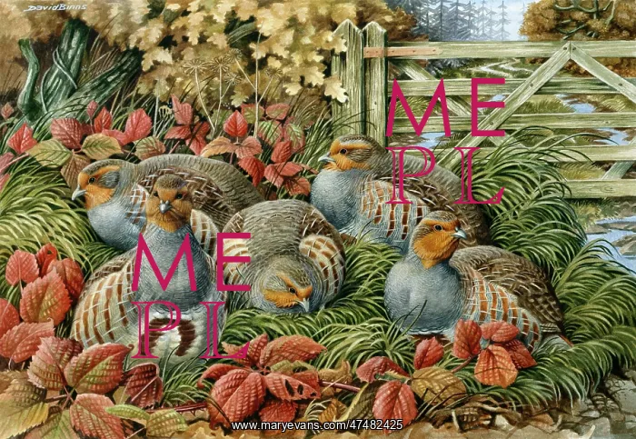 : The Woodland Gate ' five partridges : The Woodland Gate ' five partridges