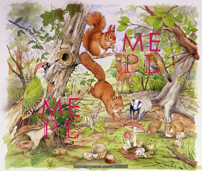 : Woodland scene : Woodland scene