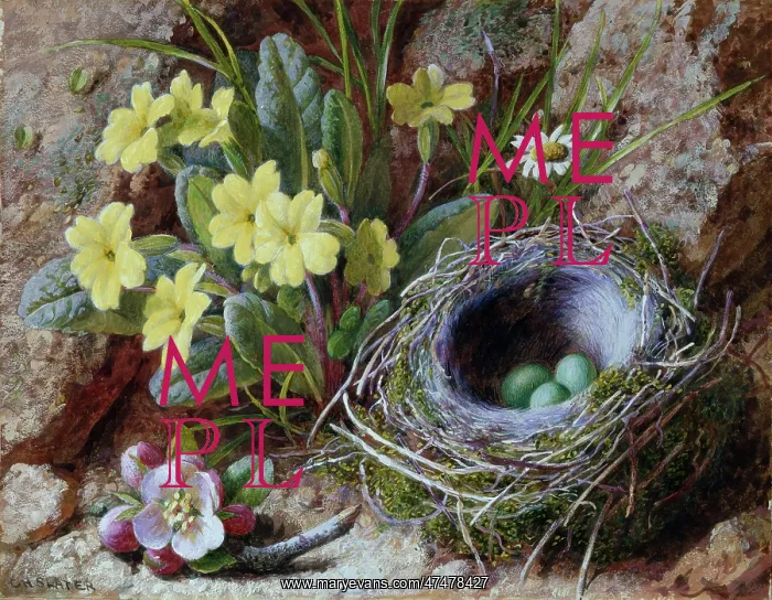 : Woodland in Spring ' nest, primroses etc : Woodland in Spring ' nest, primroses etc