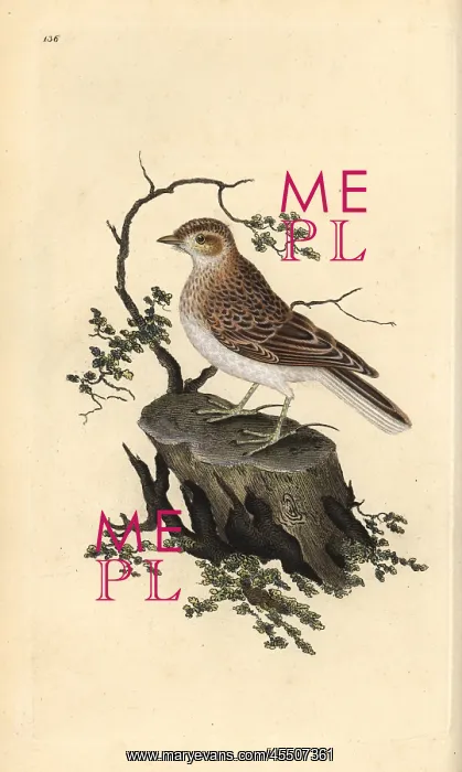 : Woodlark, Lullula arborea : Woodlark, Lullula arborea