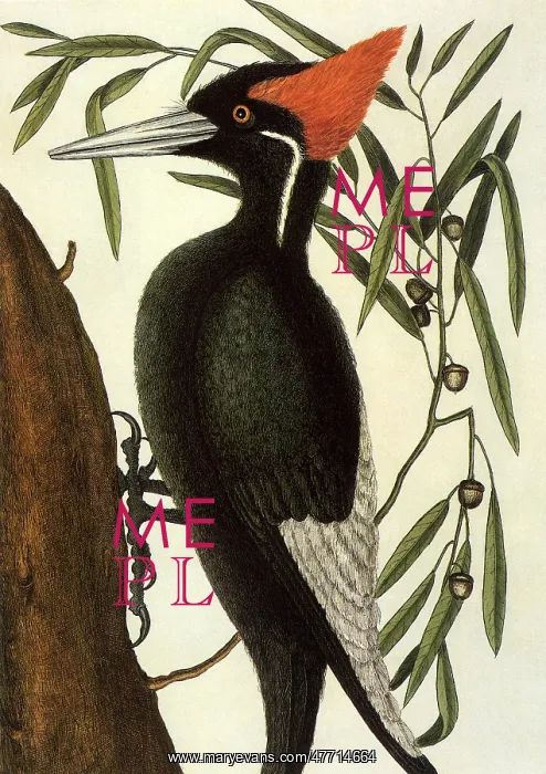 : Woodpecker : Woodpecker
