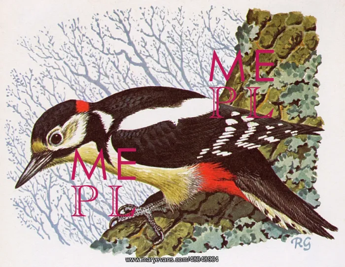 : Woodpecker : Woodpecker
