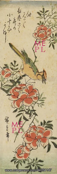 : Woodpecker on paeony spray : Woodpecker on paeony spray