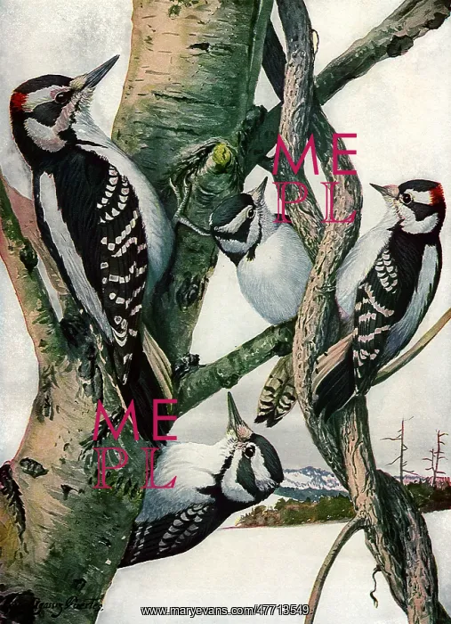 : Woodpeckers : Woodpeckers