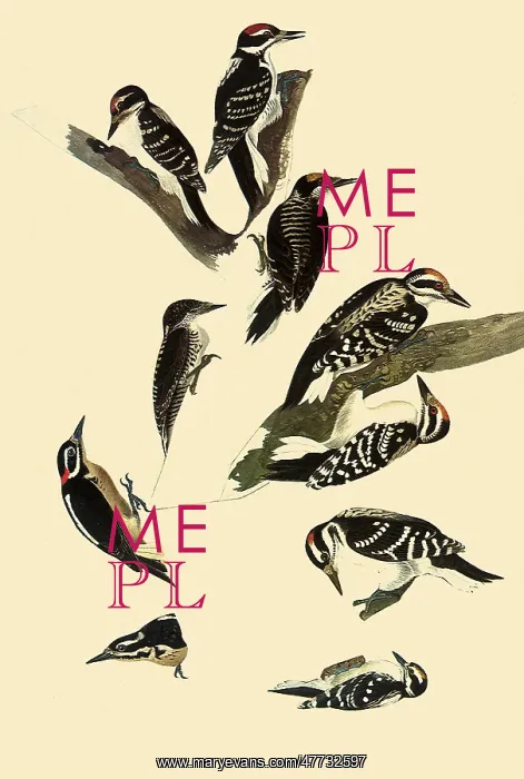 : Woodpeckers : Woodpeckers