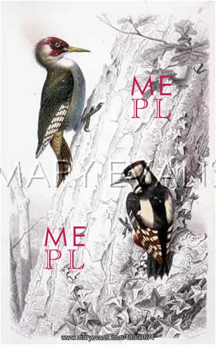 : TWO WOODPECKERS : TWO WOODPECKERS