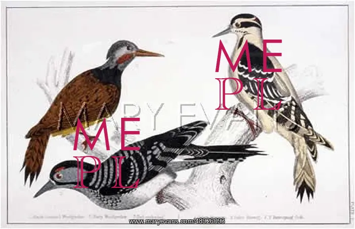 : THREE WOODPECKERS : THREE WOODPECKERS