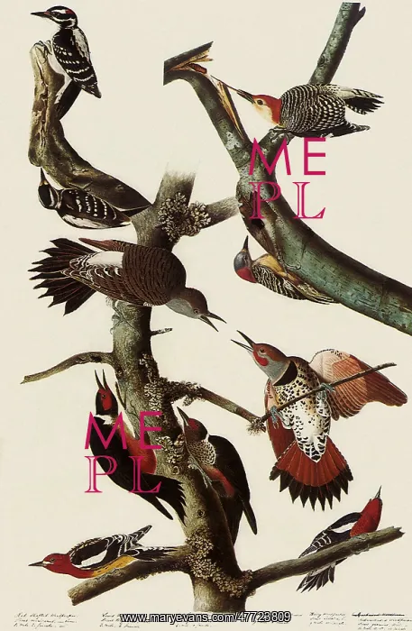 : Woodpeckers, Flicker & Sapsucker : Woodpeckers, Flicker & Sapsucker
