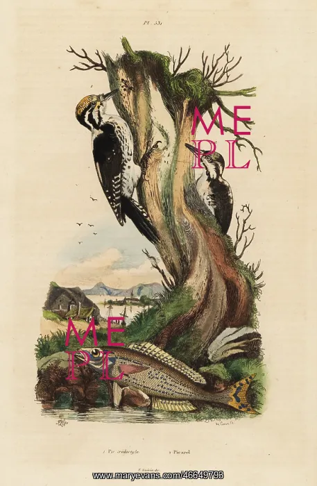 : Woodpeckers and picarel : Woodpeckers and picarel