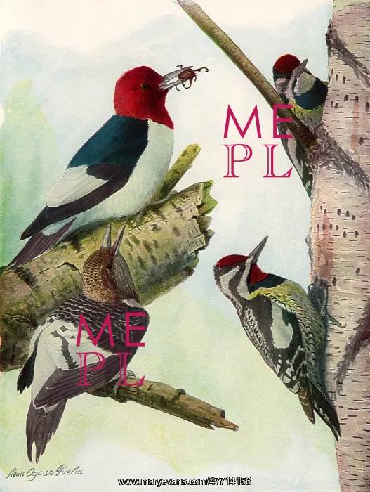 : Woodpeckers, Sapsuckers : Woodpeckers, Sapsuckers