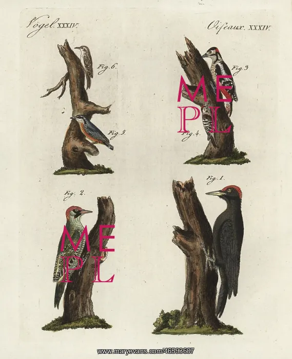 : Woodpeckers, treecreeper and nuthatch : Woodpeckers, treecreeper and nuthatch