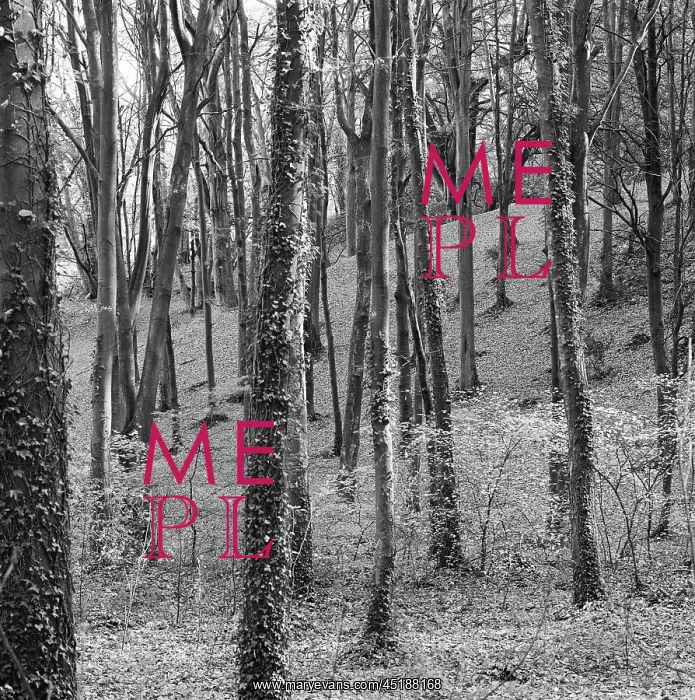 : Woods at Chesham Bois : Woods at Chesham Bois