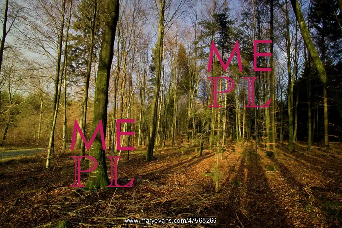 : The woods of the Haut Chevauchee - Argonne : The woods of the Haut Chevauchee - Argonne