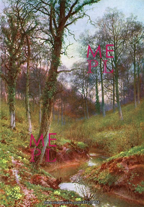  : WOODS NEAR OCKLEY 1906