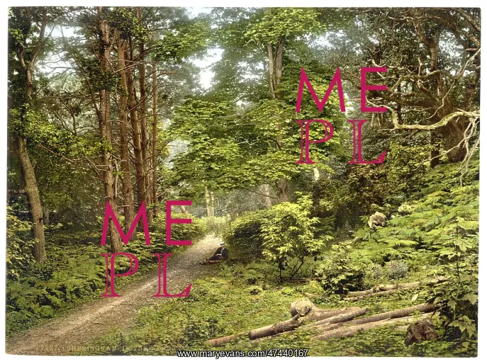 : In the woods, Sheringham, England : In the woods, Sheringham, England