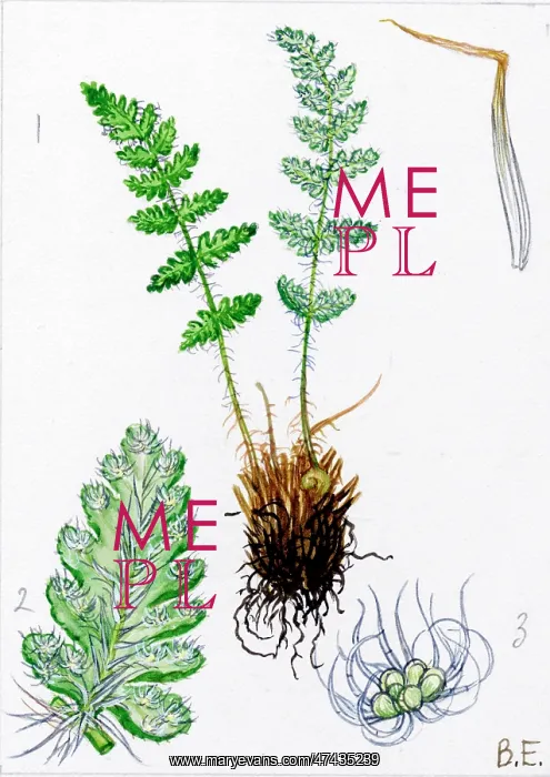  : Woodsia ilvensis
