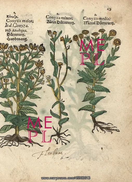: Woody fleabane, Dittrichia viscosa, and false : Woody fleabane, Dittrichia viscosa, and false