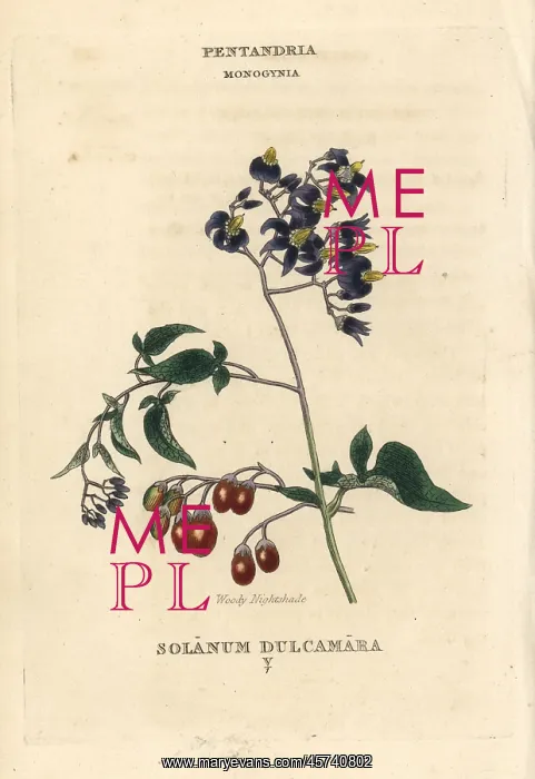 : Woody nightshade, Solanum dulcamara : Woody nightshade, Solanum dulcamara