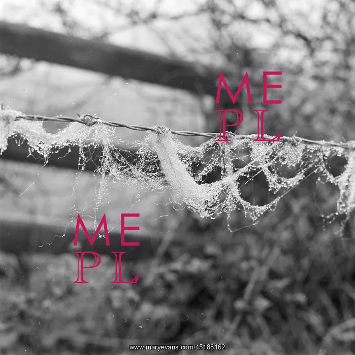 : Wool on barbed wire : Wool on barbed wire