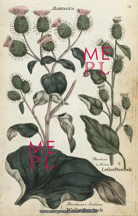 : Woolly burdock and lesser burdock : Woolly burdock and lesser burdock
