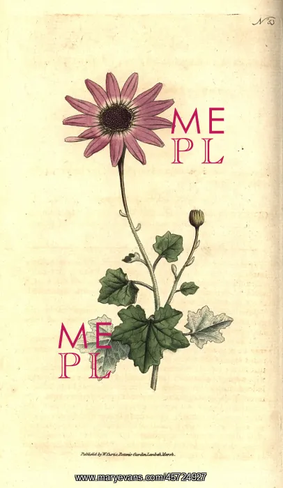 : Woolly cineraria, Cineraria lanata : Woolly cineraria, Cineraria lanata
