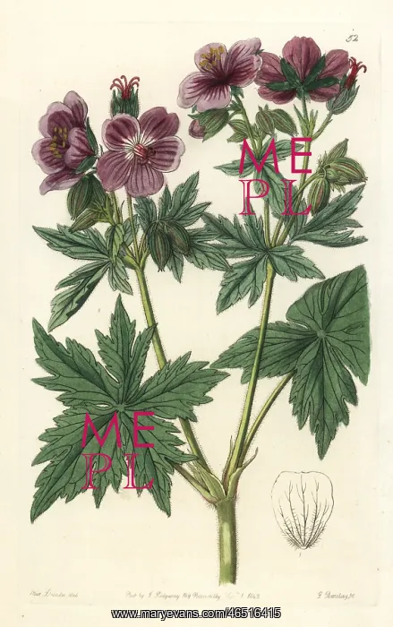 : Woolly-flowered geranium, Geranium erianthum : Woolly-flowered geranium, Geranium erianthum