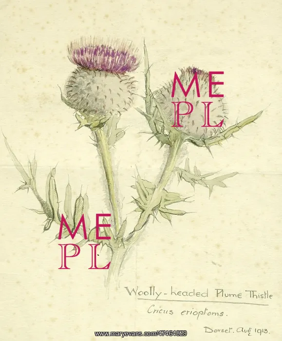 : Woolly-headed Plume Thistle : Woolly-headed Plume Thistle