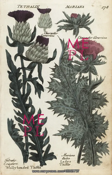 : Woolly headed thistle and milk or lady's thistle : Woolly headed thistle and milk or lady's thistle