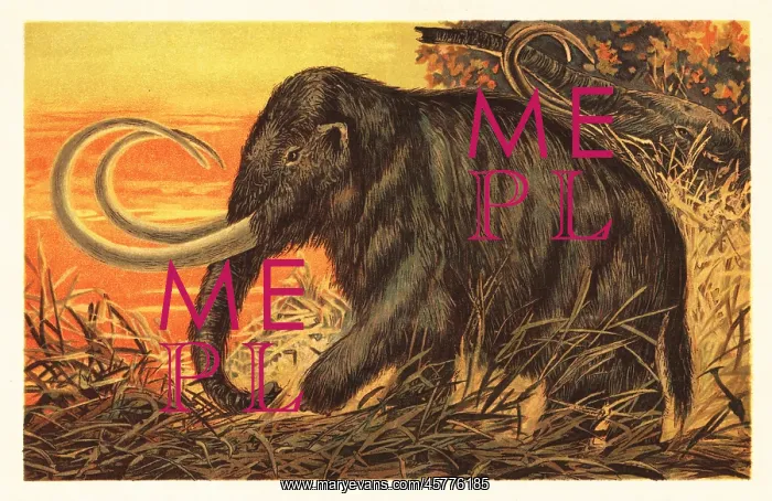 : Woolly mammoth, Mammuthus primigenius : Woolly mammoth, Mammuthus primigenius