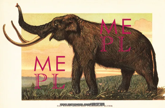  : Woolly mammoth, Mammuthus primigenius