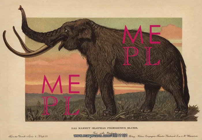 : Woolly mammoth, Mammuthus primigenius, Elephas : Woolly mammoth, Mammuthus primigenius, Elephas